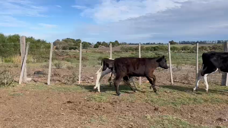 Lote TERNEROS Y TERNERAS