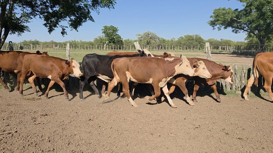 Lote 65 Novillos en Corrientes, Curuzu Cuatia