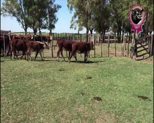 Lote 55 Terneras de 240 Kg