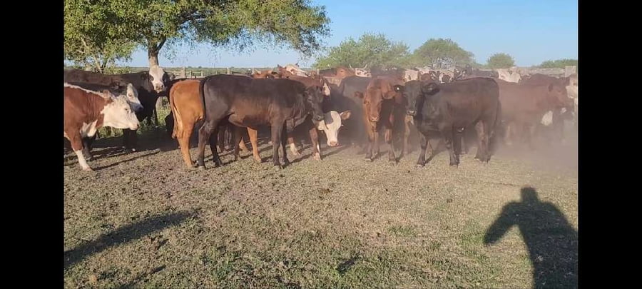 Lote 50 Novillitos y vaquillonas en Entre Ríos, Villaguay