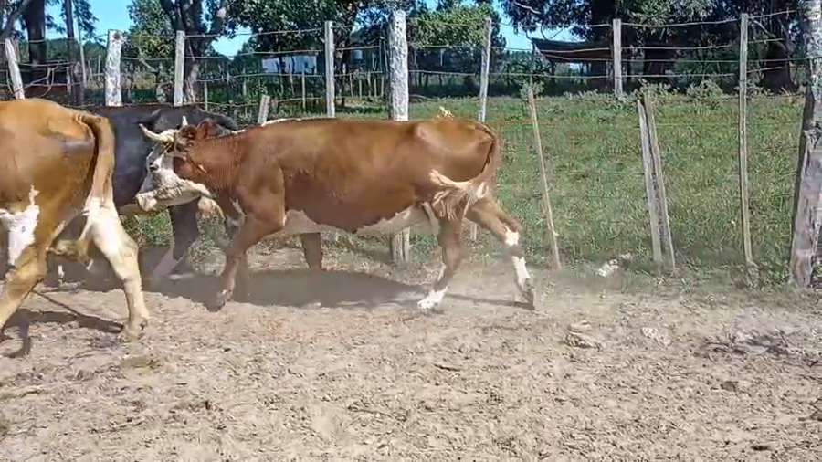 Lote 6 Vacas de invernar