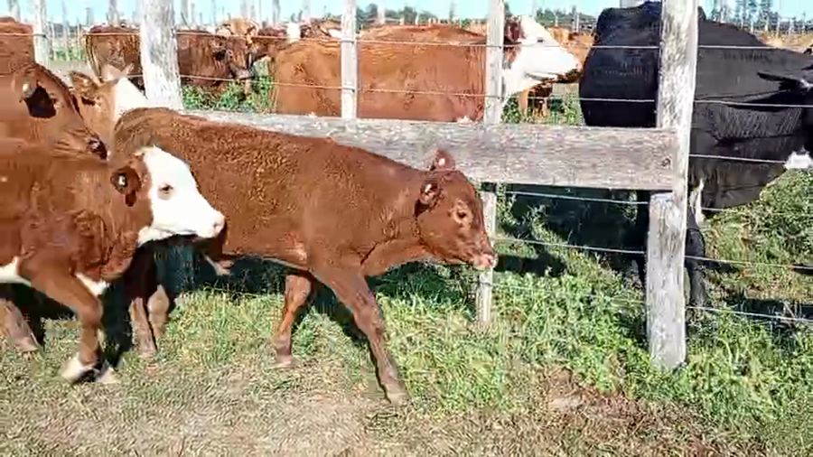 Lote 30 Terneros/as