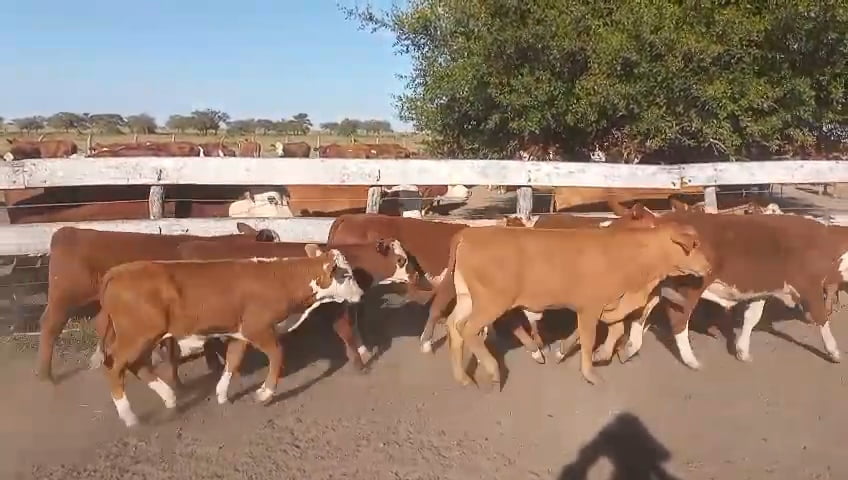 Lote 75 Terneros en Corrientes, Curuzu Cuatia