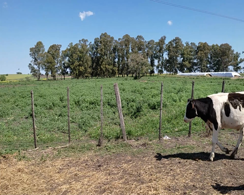 Lote (Vendido)10 Terneros HO a remate en #11 Remate de Pantalla 192kg - , Colonia