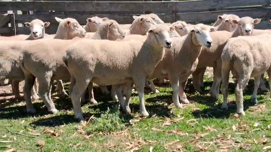 Lote 25 Capones a remate en Pantalla Camy 50kg - , Flores