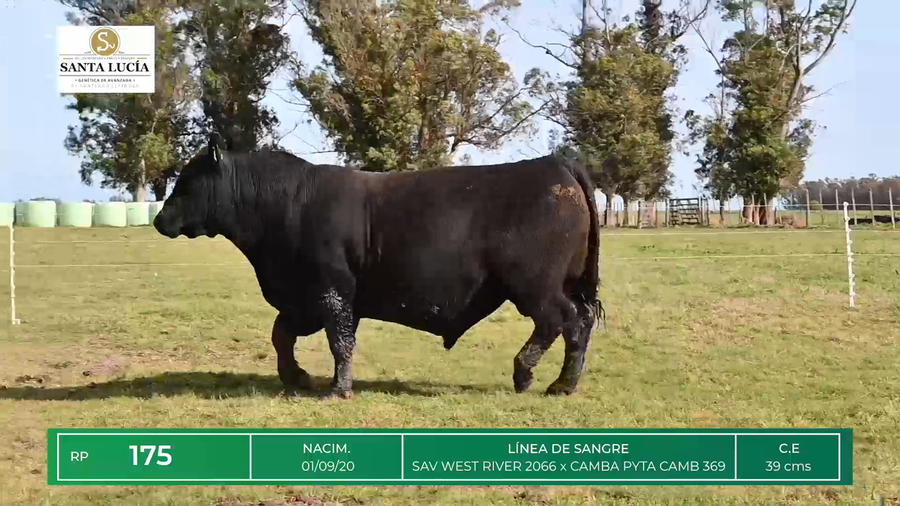Lote TOROS ANGUS