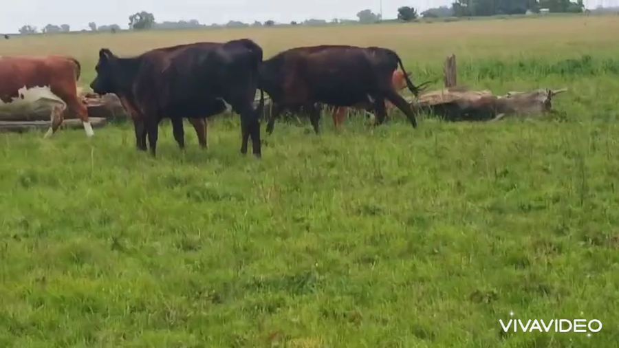 Lote 8 Vacas con Cría