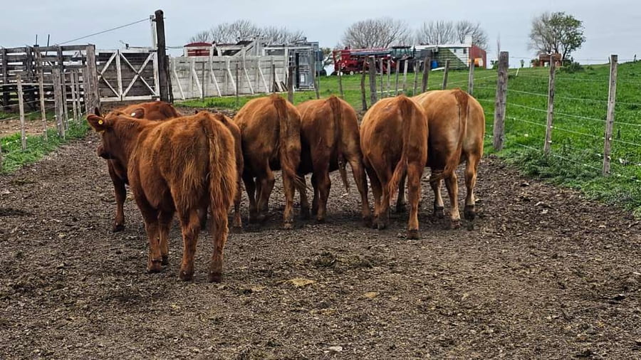 Lote 22 Vaquillonas P/ entorar en Concepción del Uruguay, Entre Ríos