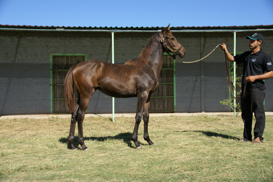 Lote CALLIANDRIA GREEN