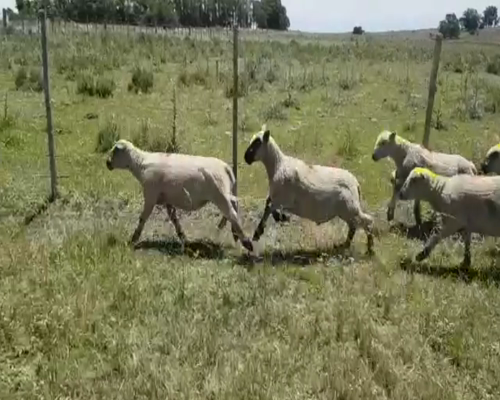 Lote 11 Corderos