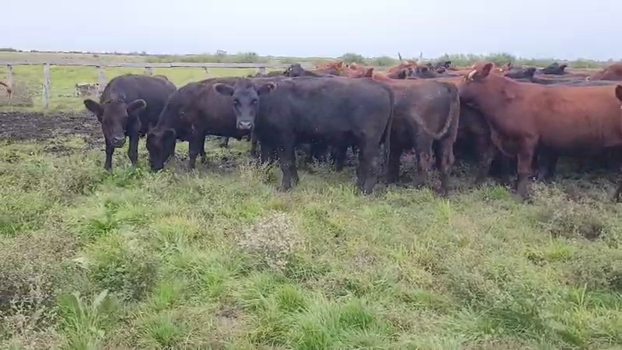 Lote 43 Novillos en Villaguay, Entre Ríos