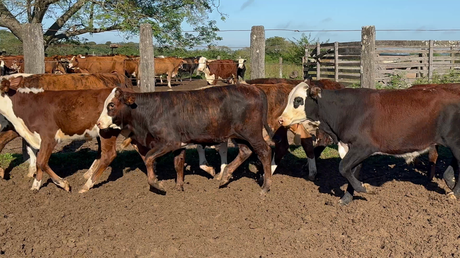 Lote 80 Terneros en Corrientes, San Roque