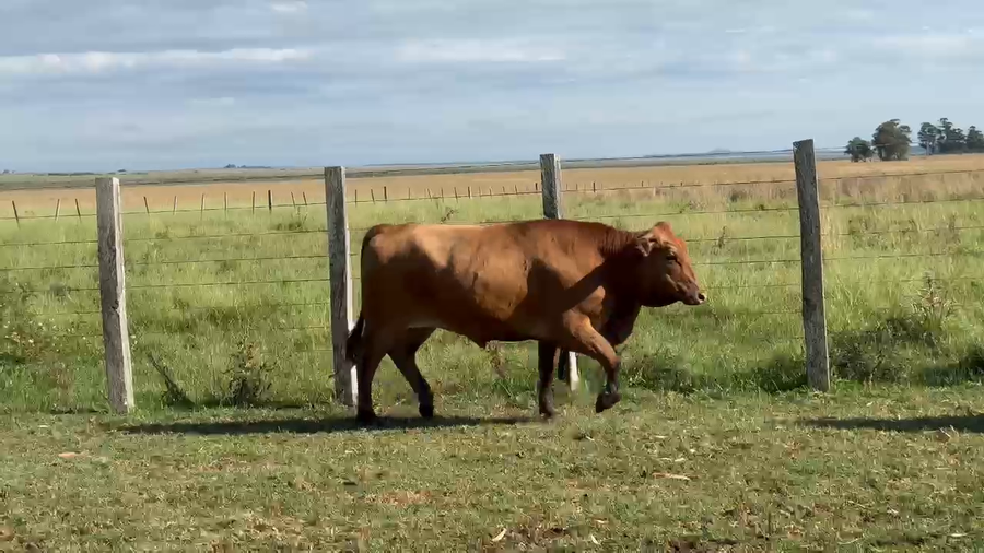 Lote 45 Novillitos/Novillos en Corrientes, Guaviravi