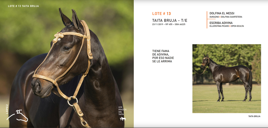 Lote TAITA BRUJA - T/E (DOLFINA EL MESSI - ESCRIBA ADIVINA)