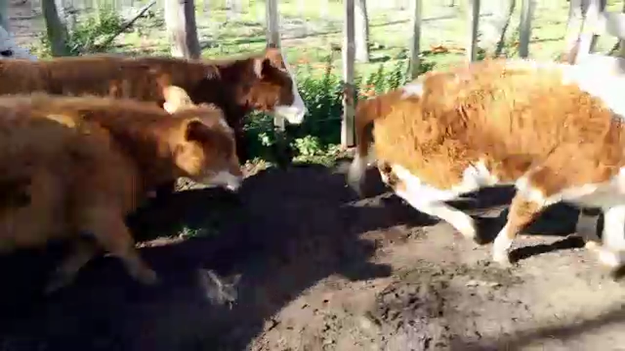 Lote (Vendido)16 Terneras HEREFORD a remate en PANTALLA FEDERICO GARLAND 120kg -  en COLONIA SUIZA