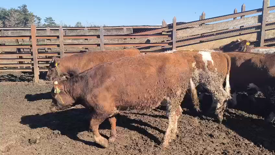 Lote 18 Vaquilla Gorda en Los Ángeles, VIII Región Biobío