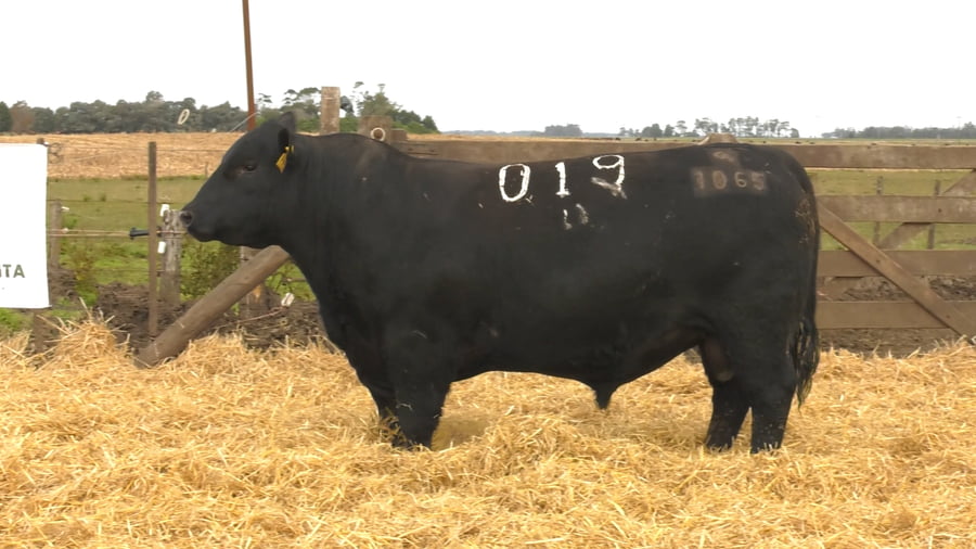 Lote Toros PC Negros