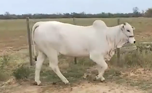 Lote LOTE 30 A BOZAL