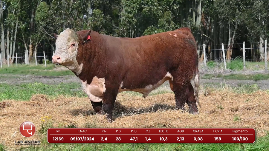 Lote Lote 13