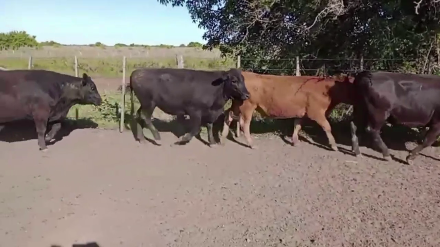 Lote 47 NOVILLITOS, EN MAGDALENA, BUENOS AIRES