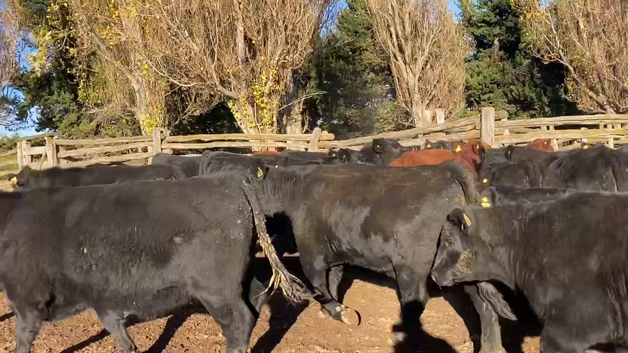 Lote 36 Novillo Gordo en Coyhaique, XI Región Aysén