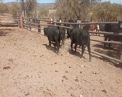 Lote 35 Ternero en Melipilla, Región Metropolitana