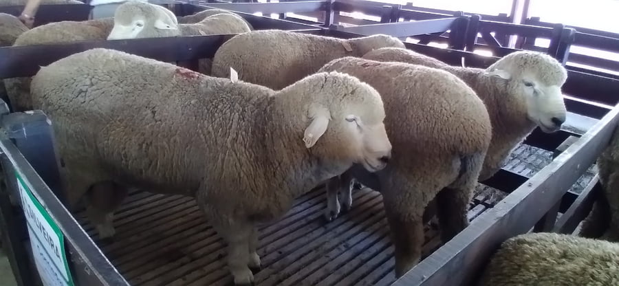 Lote 4 borregos puro de origen 2dts