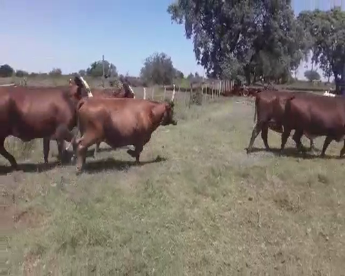 Lote 70 Vacas de invernar en Mercedes, Corrientes