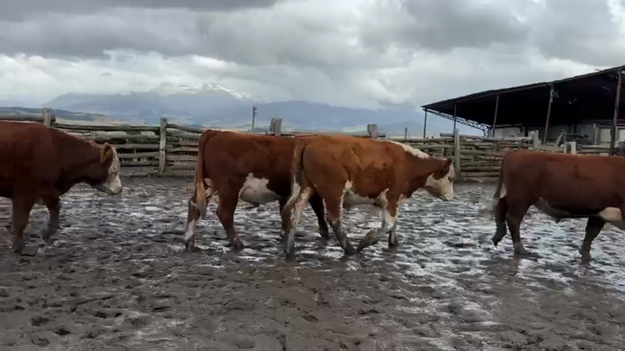 Lote 40 Novillo Engorda en Coyhaique, XI Región Aysén