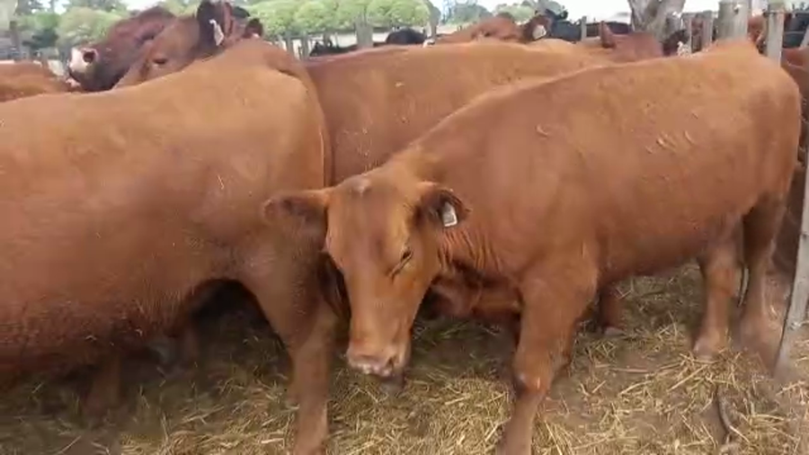 Lote "Corral 188 Vaq. Angus MAS y Generales Preñadas ""Cabaña Don Franco"""