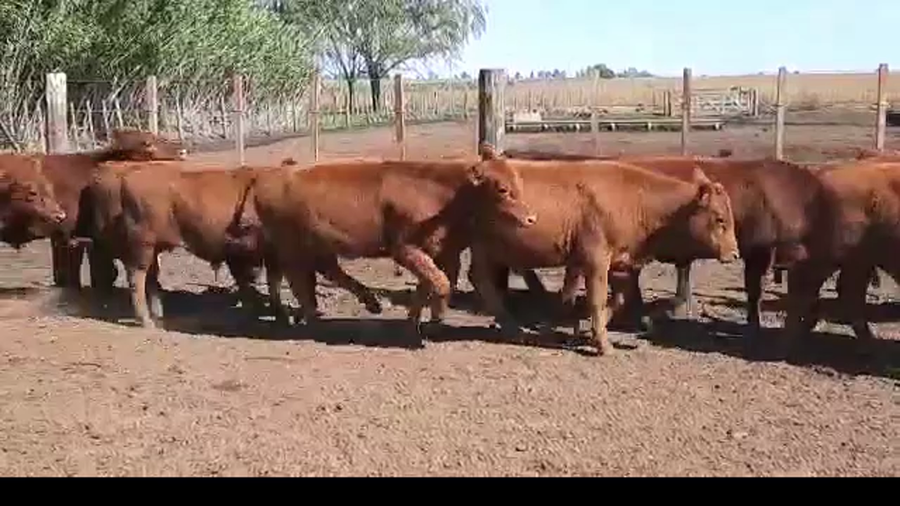 Lote 40 TERNEROS