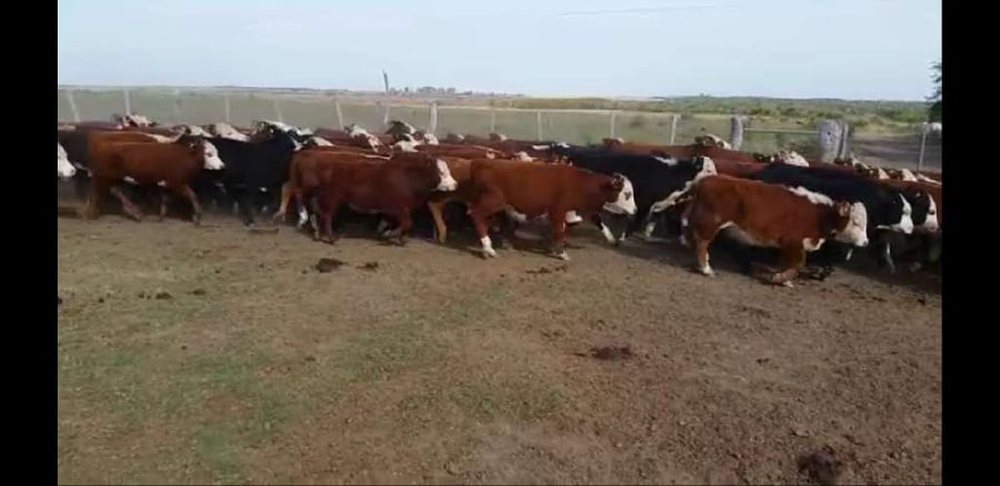 Lote 180 Terneros/as en Villaguay, Entre Ríos