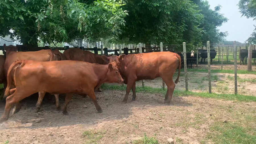 Lote 8 Vaquillonas más de 2 años