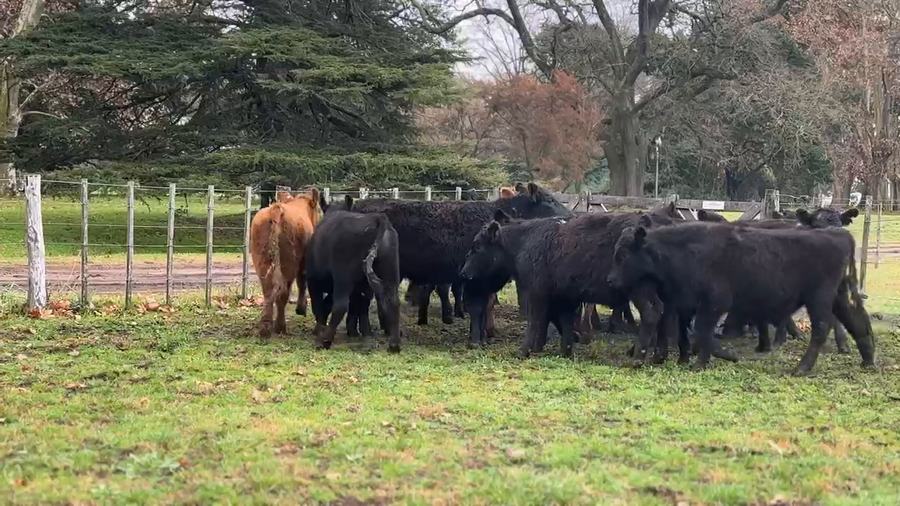 Lote 17 Novillitos