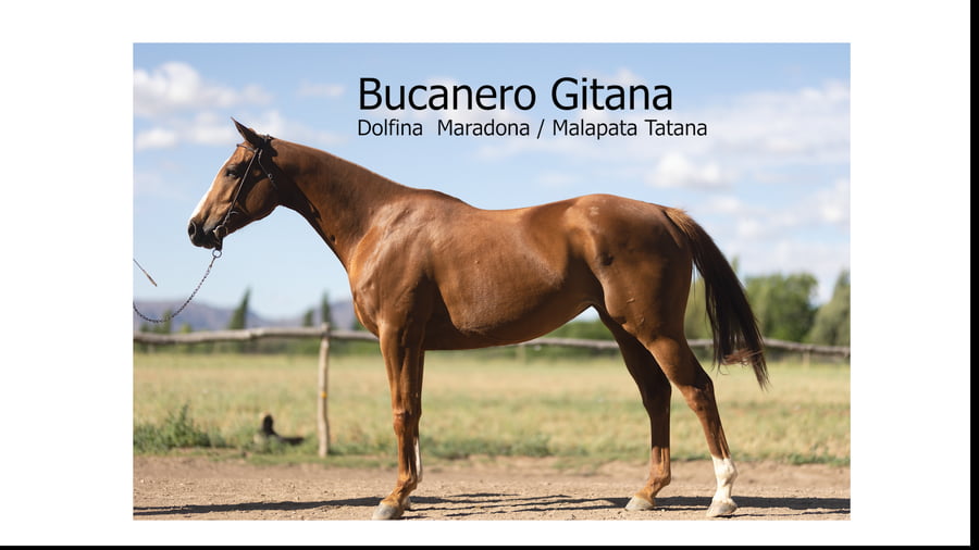 Lote BUCANERO GITANA(DOLFINA MARADONA-MALAPATA TATANA)