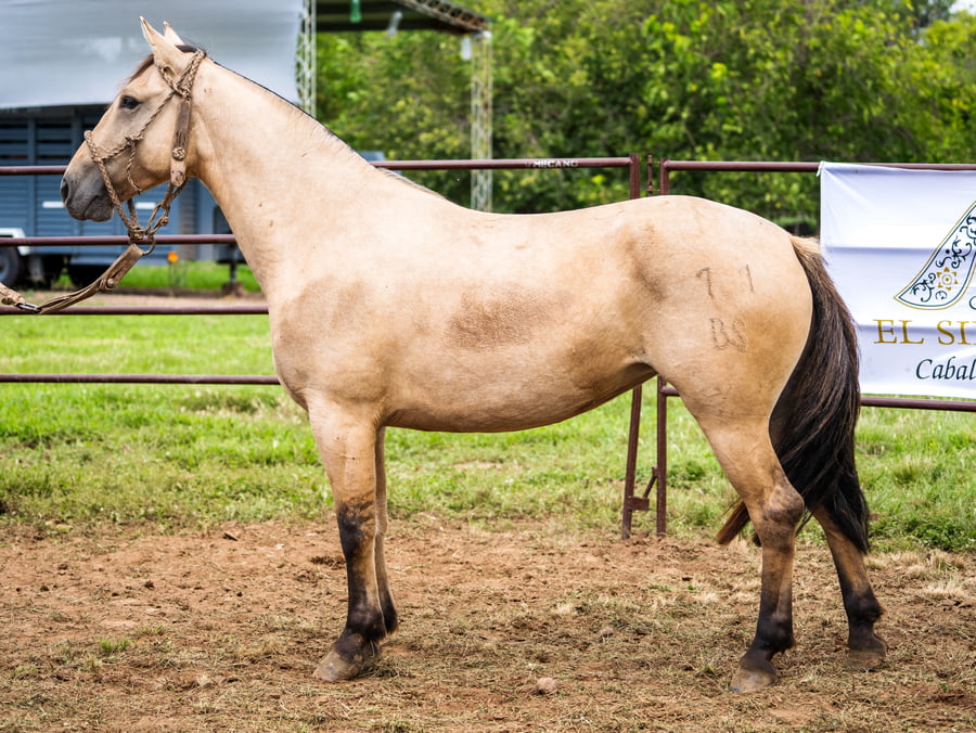 Lote BOZALEJO PALOMA MONTERA