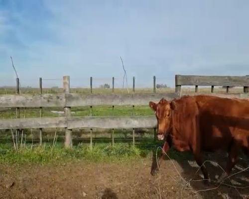 Lote 23 Vacas CUT preñadas en Tapalqué, Buenos Aires