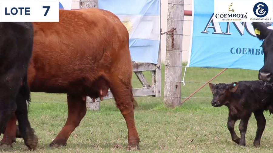 Lote CABAÑA COEMBOTÁ: 5 vaquillas MAS c/cria