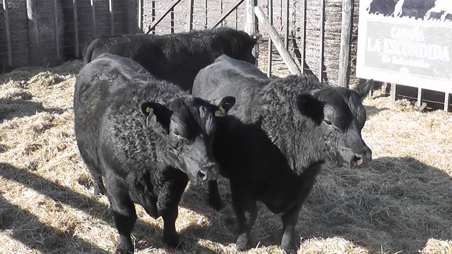 Lote 3 Toros a remate en Cabaña La Escondida de Zuberbühler, Buenos Aires