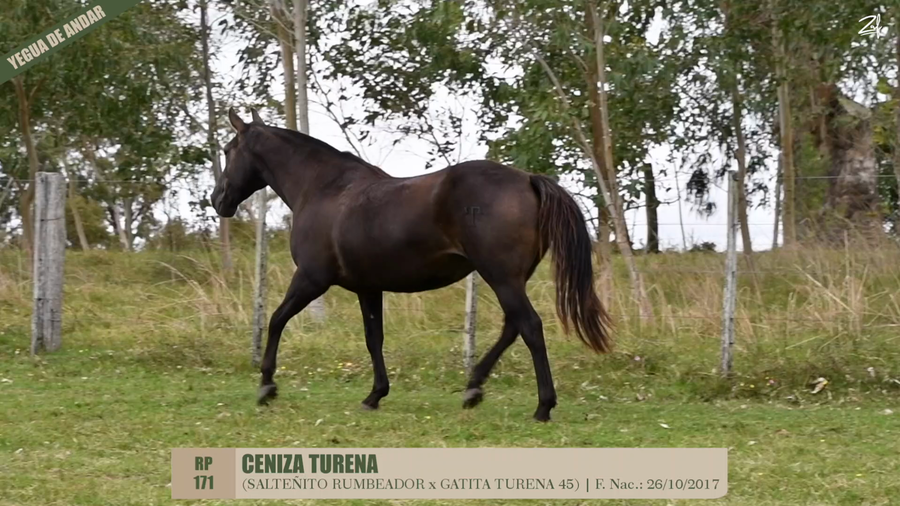 Lote CENIZA TURENA