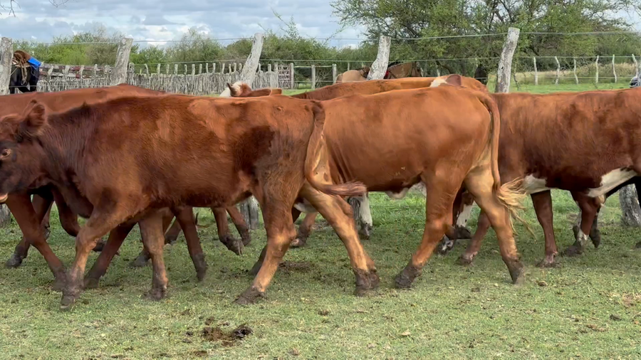 Lote 48 Vaquillonas en Corrientes, Curuzu Cuatia