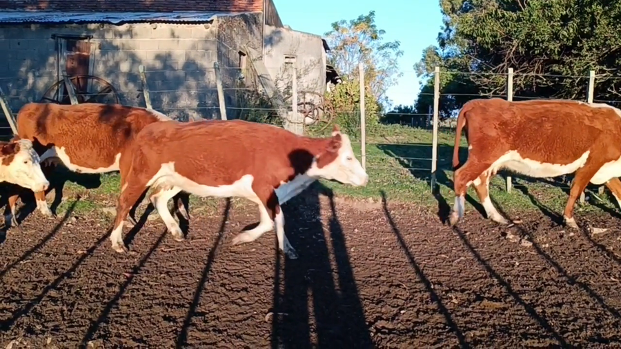 Lote Birriel Hnos y Asociados