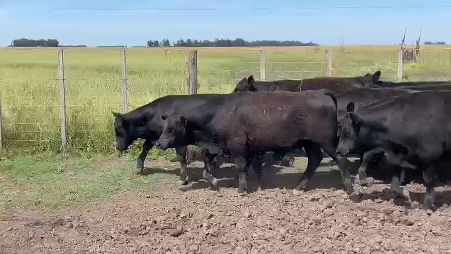 Lote 62 TERNS. MACHOS Y HEMBRAS, OLAVARRIA, PCIA. DE BS. AS.