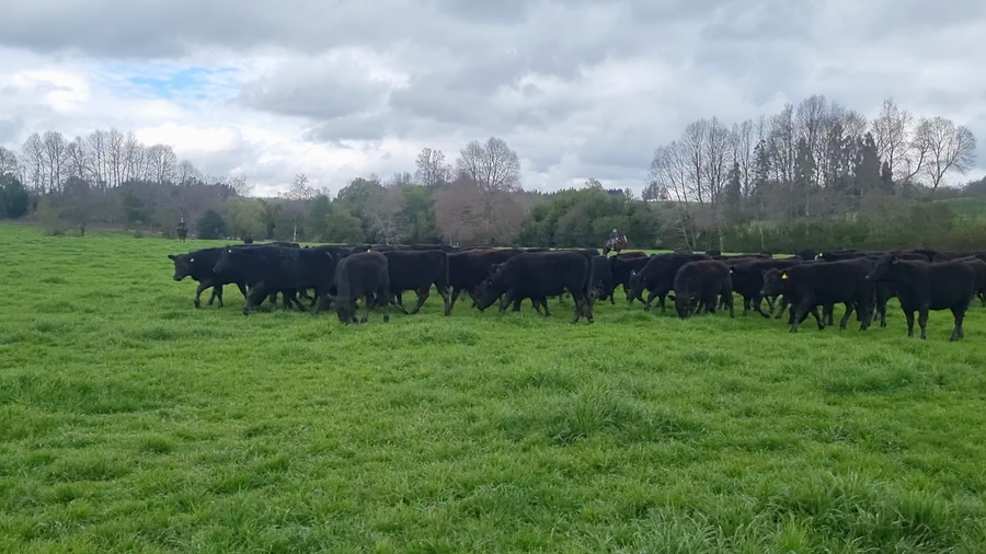 Lote 100 Ternera en Vilcún, IX Región Araucanía