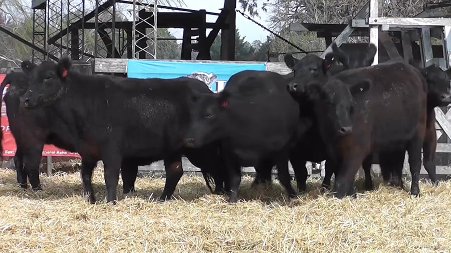 Lote VAQUILLONAS GENERALES CON GARANTÍA DE PREÑEZ