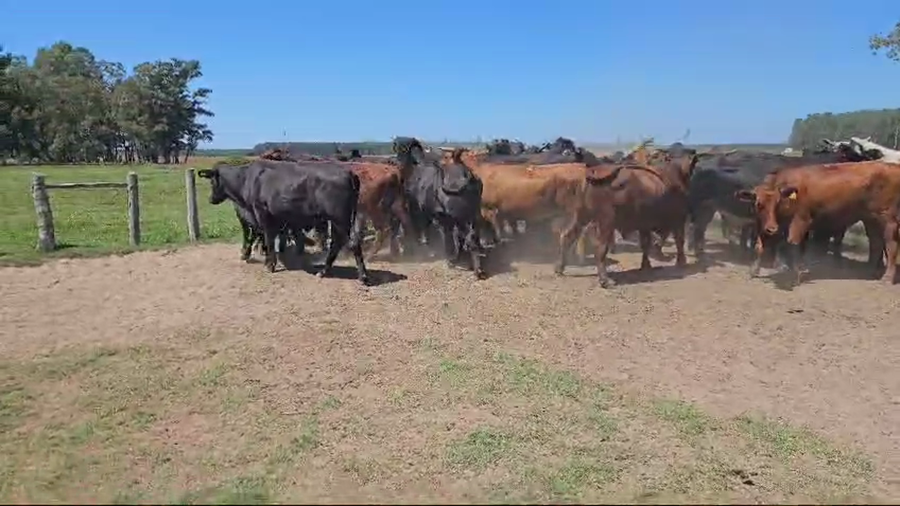Lote 40 NOVILLOS BRANGUS EN ESQUINA, CORRIENTES