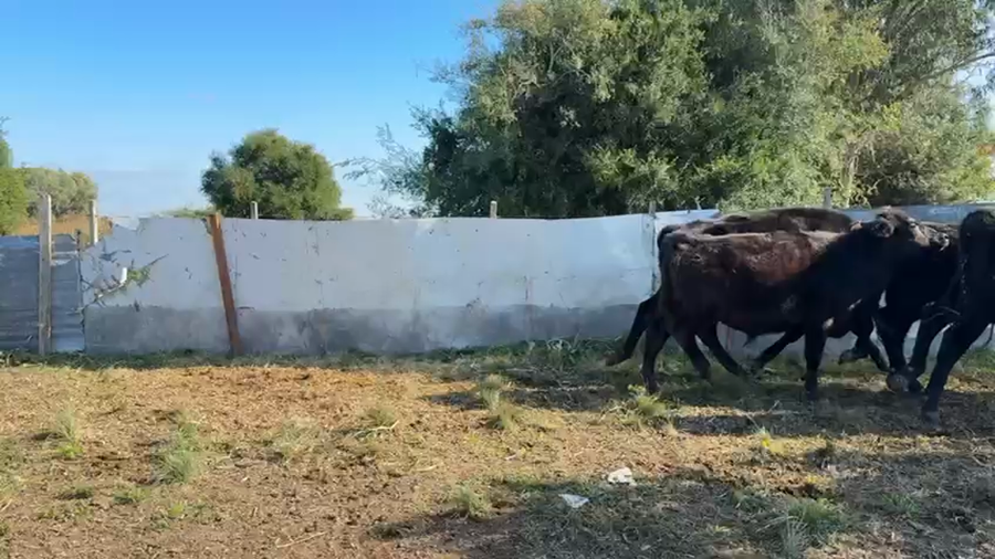 Lote NOVILLOS 1 a 2 AÑOS