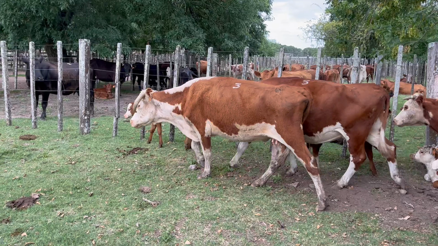 Lote 16 Piezas de cría