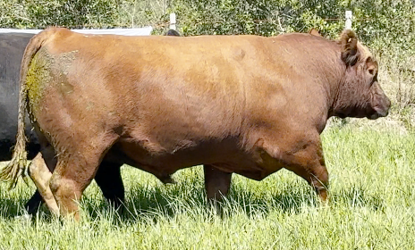Lote Toros a remate en 4º Remate Don Nestor, Rocha