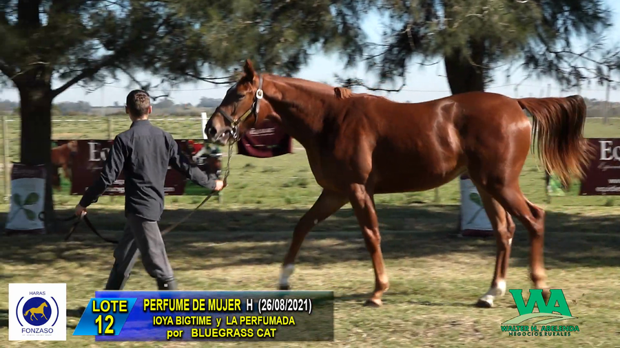Lote PERFUME DE MUJER